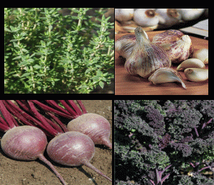 garlic-and-herb